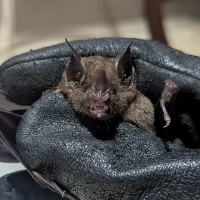 Carollia perspicillata was our very first catch this year in the forest! Regular bat, trash bat, neighbourg bat, it's so abundant that we always run into it regularly. This little one flew back after a little check!
-
#trinidadandtobago #bats 🇹🇹🦇