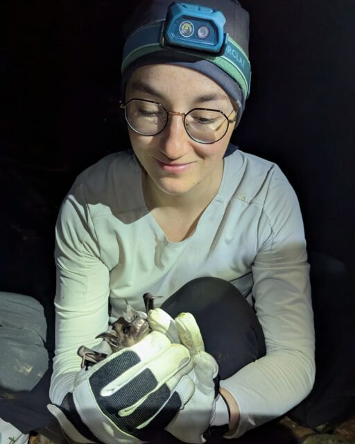 Meet Fanny, our PhD student, catching her first tropical bats in Trinidad!
-
Fanny studies the evolution of mammalian tooth classes from a morphological and developmental point of view. In particular, she studies how bat teeth adapt to various diets, To find general rules by which organs evolve and diversify. In her free time, Fanny is also a true naturalist who loves plants, minerals and collections of natural wonders!
-
@erc_research #novelteeth #bats #teeth #phyllostomids #evodevo