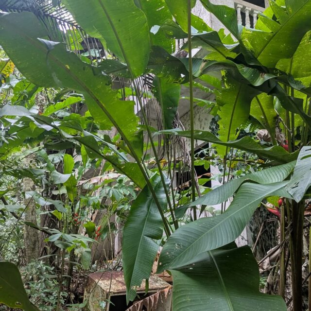 Yesterday, we got to sample bats in gorgeous places for our first (VERY) long processing night. From the mysteries of abandoned houses that bats call home to the beauty of Trini sunsets in farms, the atmosphere of the island really got us one more time! 
-
Featuring Marcela looking for Carollias, and cows as baits for Desmodus the vampire bats, and one occasional Sturnira 🦇🇹🇹 
-
#bats #trinidadandtobago