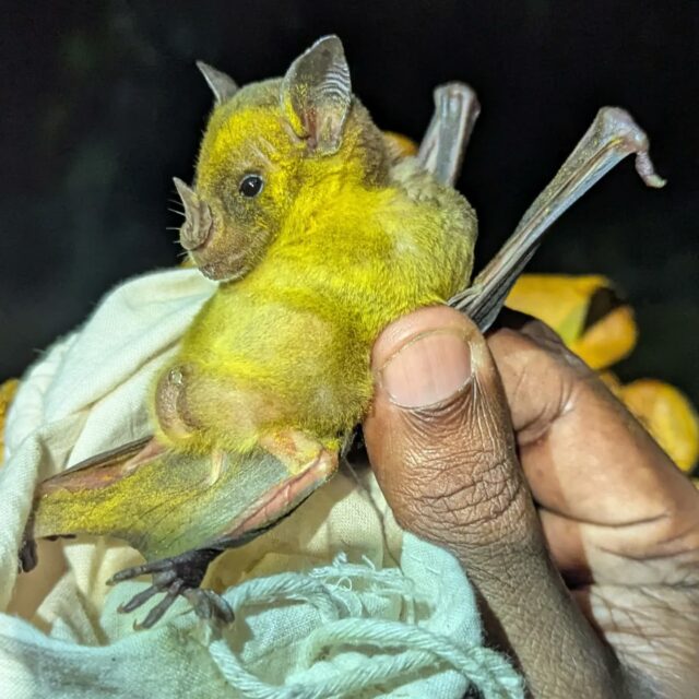 POLLEN OVERDOSE! A few days ago, we netted at the university aiming for AJs and Glossophaga in the cocoa fields and calabash tree.This Phyllostomus discolor was COVERED with pollen when we caught it at UWI. These bats are considered omnivorous and, when they forage for pollen, put their entire head (and further) into the flowers as they do not have the long tongues of true nectarivores (and cover themselves when doing so ^^). Some love them, others prefer AJs, similar look but two attitudes.
-
#bats #trinidadandtobago