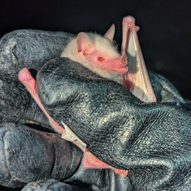 An albino Anoura! We were lucky to spot and find this albino Anoura geoffroyi in Tamana cave, a nice example of leucism. This individual was so visible, flying in the middle of others. White mutants are often found in this cave (and apparently in some caves in Brazil too for Anouras, in addition to white Myotis in the US) although at a rare frequency which made us think that the allele is present in the population. Aside from very sciency considerations, it's always SO COOL to find one of those. Look at these delicate wings! We took a wing punch for a quick sequencing 🦇
-
Doi of the Brazil paper: https://doi.org/10.1590/1676-0611-BN-2018-0676
-
#bat #trinidadandtobago #albino #leucism