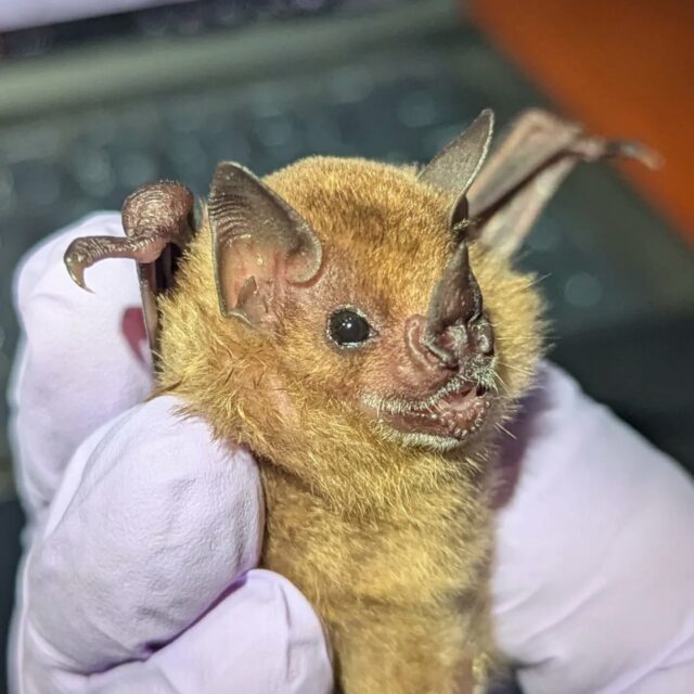 Sturnira parvidens, a little fruit bat with a short face. 
This one was ready to get her saliva taken for further amylase analyses before being released! Fun fact, these bats have glands that give them such a distinct smell. And look at that face!
-
#bats #belize #lamanai