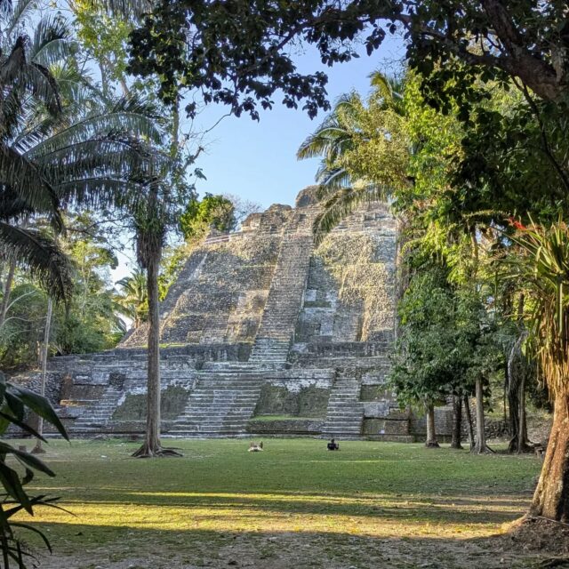 Mistnetting with a view in Belize 🇧🇿
-
As the Lamanai fieldwork led by Brock Fenton, Nancy Simmons and the AMNH team is so big, we set up a lot of misnets every night. Around the high temple a team set up the macronet, the triple high and many other misnets. Overall, we caught 50ish bats last night. A lot of projects are going on: some bats are pit-tagged and released, others, recaptured from previous years are recorded, and every group has their own project so there is always so much going on. 
-
In fact, especially year after year, Lamanai batathon is just like going to a bat nerds summer camp. Damn it feels so good to see y'all!
