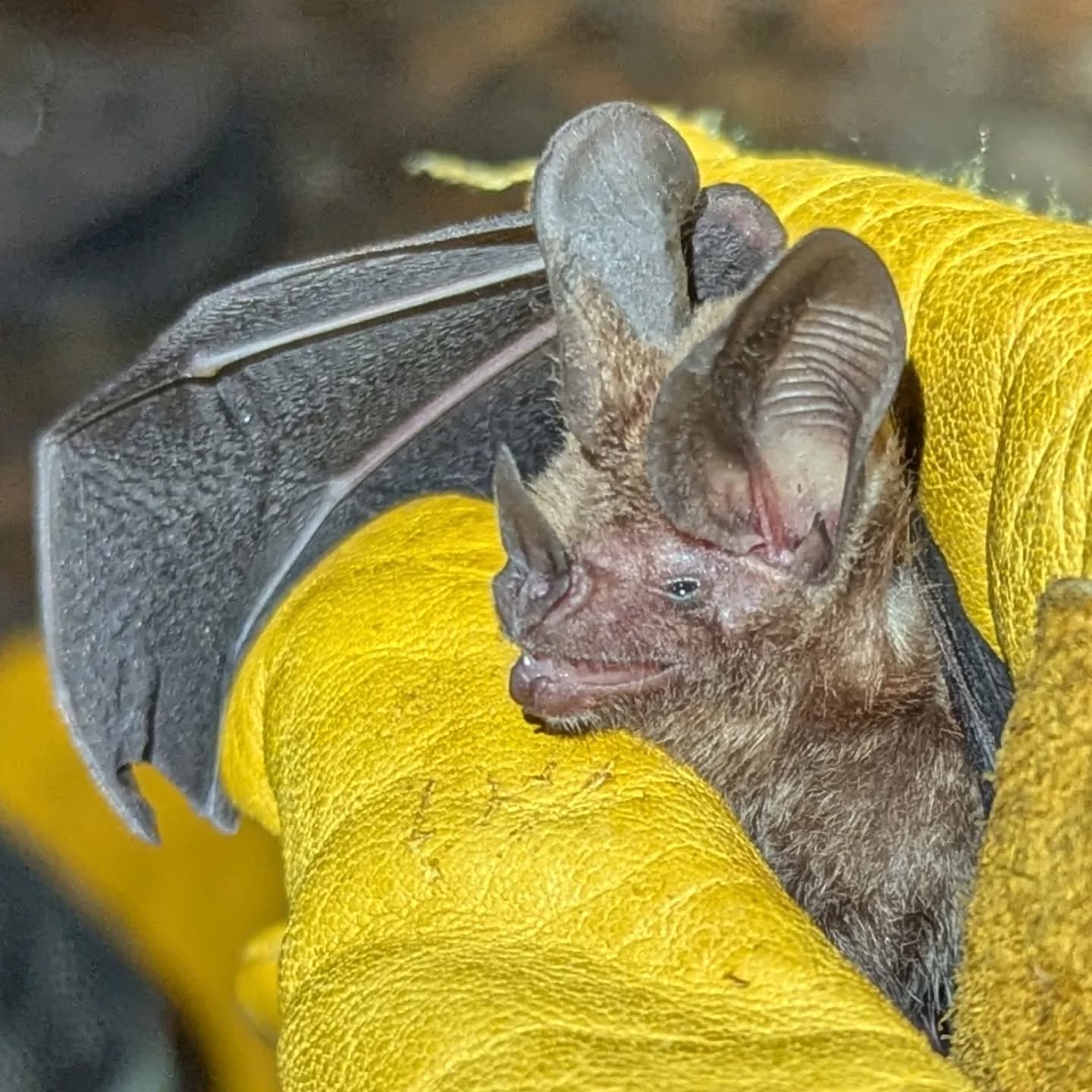 Micronycteris microtis - at least this sad slow net gave us a gold bat 🦇
-
#bat #belize #lamanai