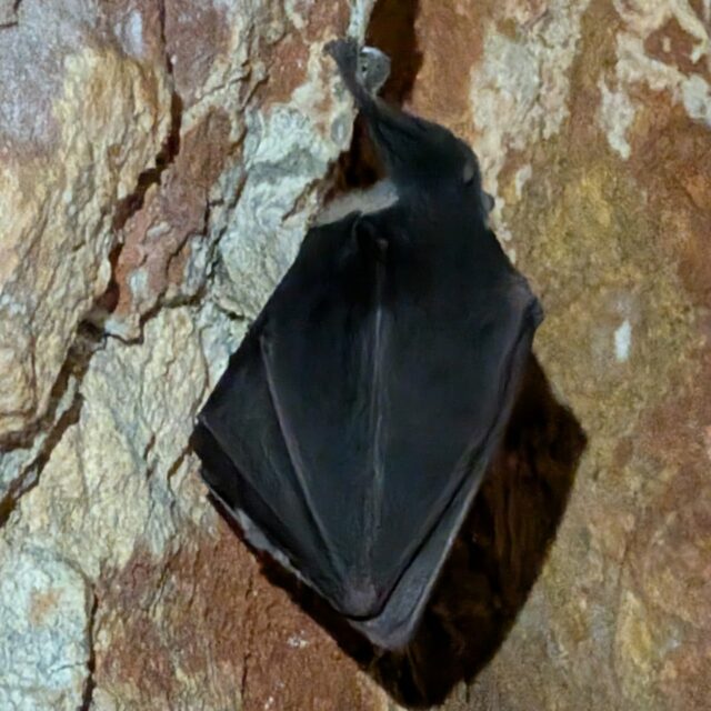 Hibernating bats for a change! Along with other researchers from @isem_evol @cnrs and their collaborators, we spent two days brainstorming about the mysterious Quercy fossil bats of the phosphatières, a project led by Maëva Orliac @caussesduquercy Bonus, finding extent ones! The first two are grand rhinolophes, and the last one petit rhinolophe who found a very private little room. When used to tropical bats, it's so special to see hibernating species in deep sleep. Special thanks to Thierry for hosting us and teaching us caving! 
-
#bats #hibernation #fossils #geology #rhinolophe