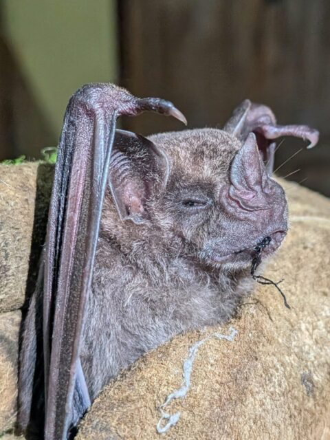 Artibeus jamaicensis, eating nets for a living since the dawn of time 🦇🇹🇹
(feels SO GOOD to see them though)
-
#bats #trinidad #fieldwork