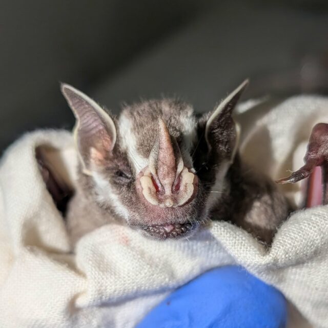 Sometimes, you are too exhausted to take pictures of the crowd but you never forget the bats. We got tons of Uroderma bilobatum at Simla the other night, along with other stripy stenos. Thanks Asa Wright and Rupert for the lime and bat time 🦇 it's always so special to net there in the history of Trinidad conservation.
-
@asawrightnaturecentre #trinidad #bats