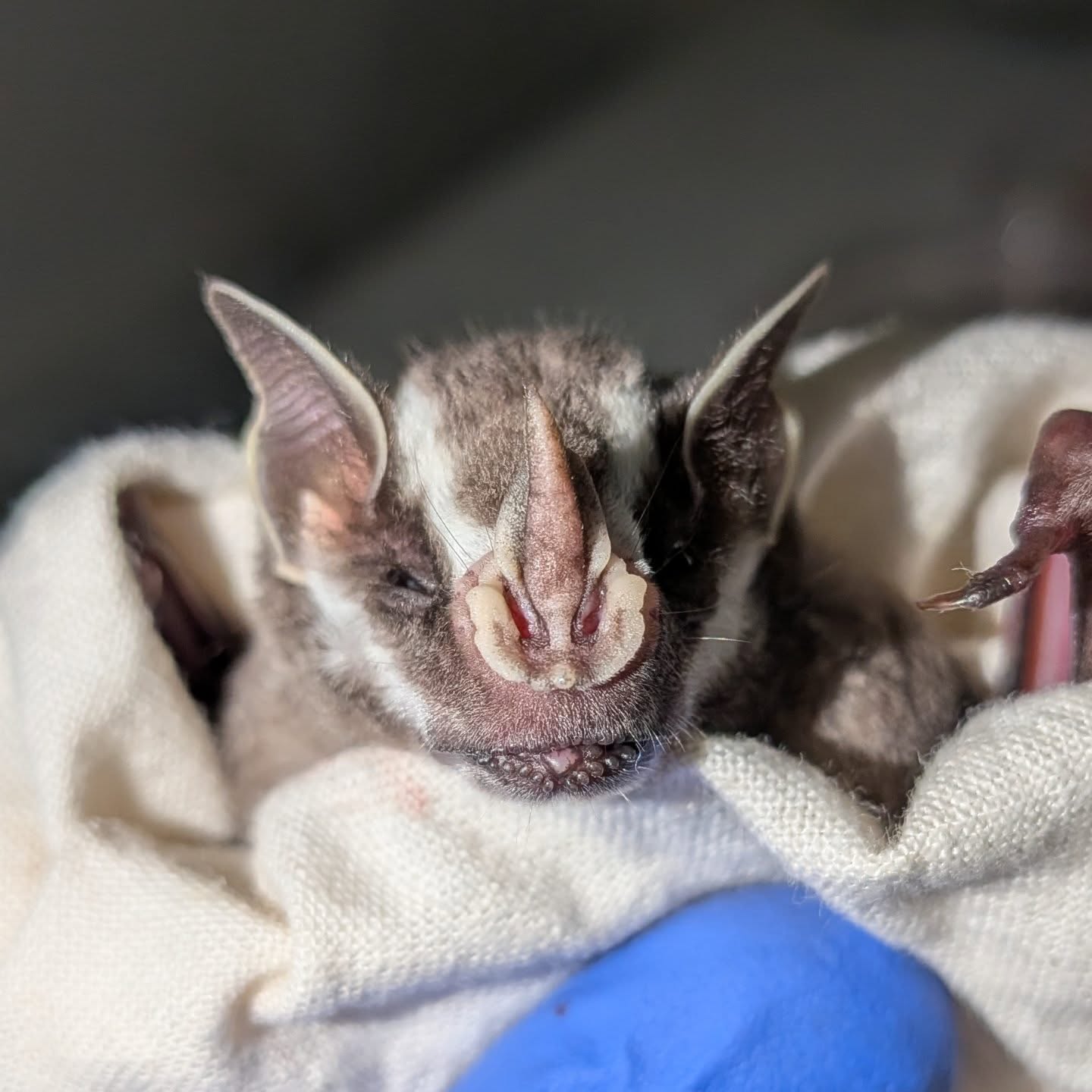 Sometimes, you are too exhausted to take pictures of the crowd but you never forget the bats. We got tons of Uroderma bilobatum at Simla the other night, along with other stripy stenos. Thanks Asa Wright and Rupert for the lime and bat time 🦇 it's always so special to net there in the history of Trinidad conservation.
-
@asawrightnaturecentre #trinidad #bats